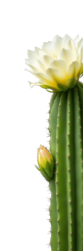 captus rightside